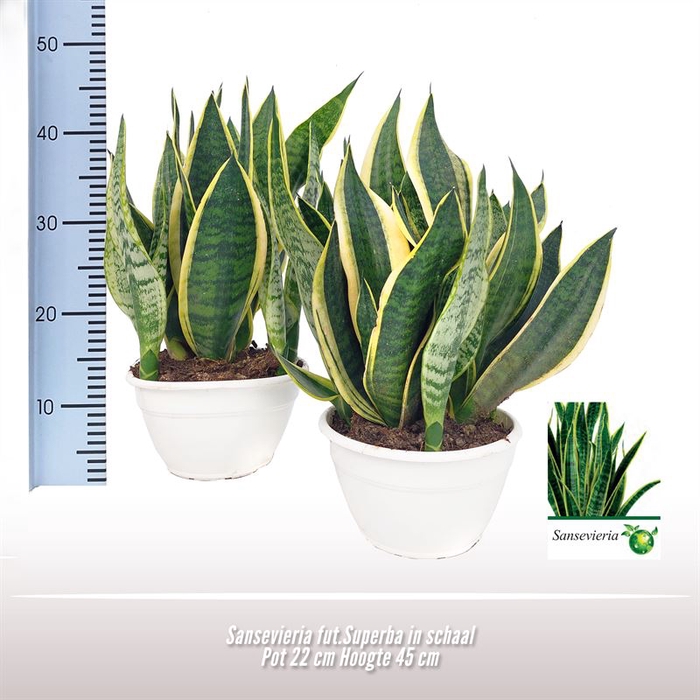 Sansevieria fut.Superba in schaal