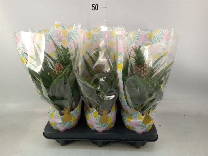 <h4>Ananas  'Mi Amigo'</h4>