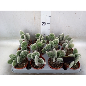 Opuntia microdasys 'Albispina'