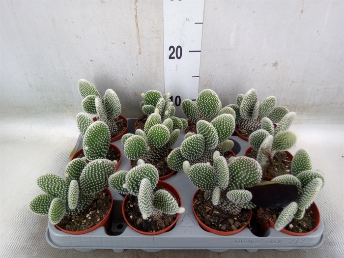 <h4>Opuntia microdasys 'Albispina'</h4>
