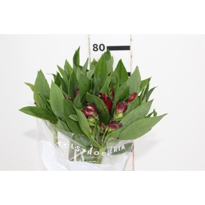 ALSTROEMERIA GALERAS 080 CM