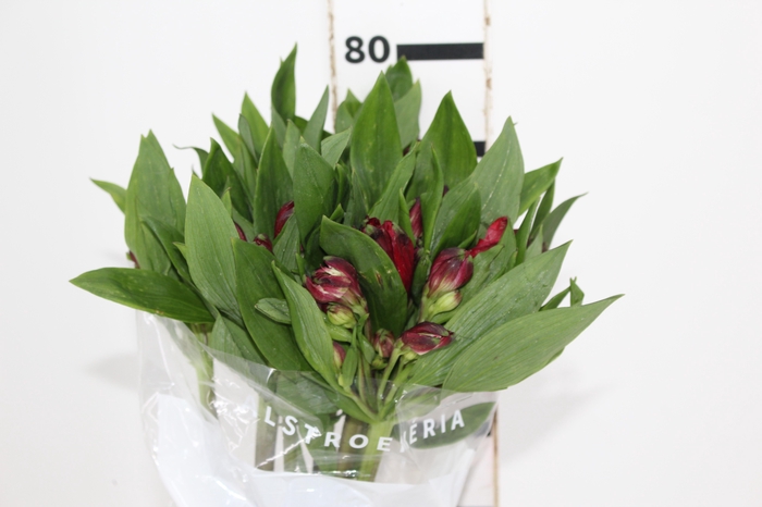 ALSTROEMERIA GALERAS 080 CM