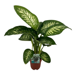 Dieffenbachia Tropic Snow