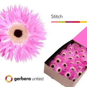 Gerbera Spider Stitch Half doos
