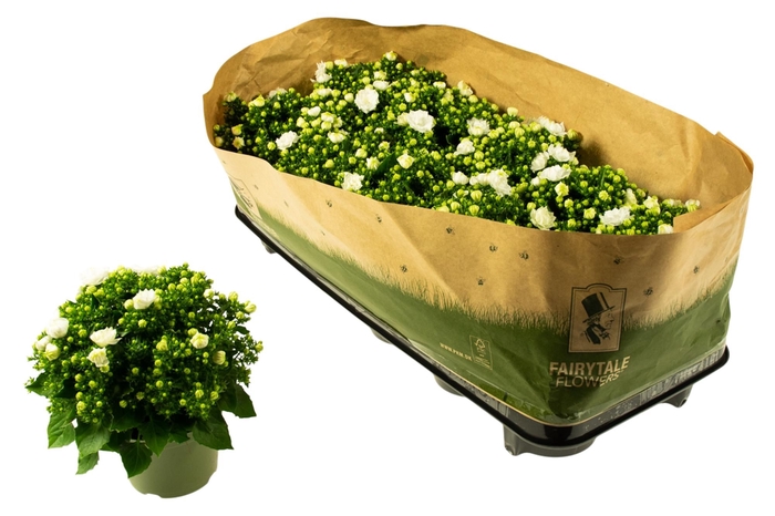 <h4>CAMP WHITE LIKE MEE</h4>