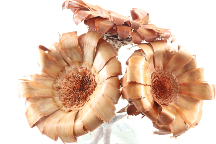 <h4>Protea Magnif Base Natural</h4>