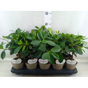Ficus microcarpa 'Maya'
