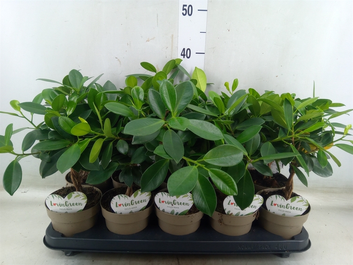 <h4>Ficus microcarpa 'Maya'</h4>