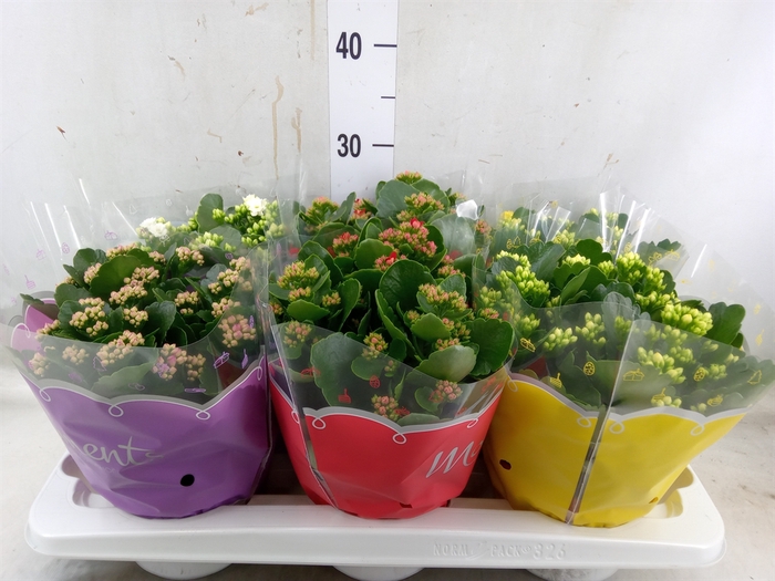 <h4>Kalanchoe blos.   ..rosebud mix  4</h4>