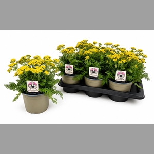 ACHI MILLEFOLIUM