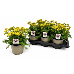 Achi Millefolium