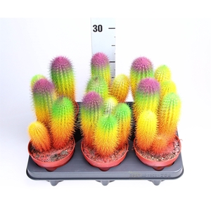 Cactus   ...