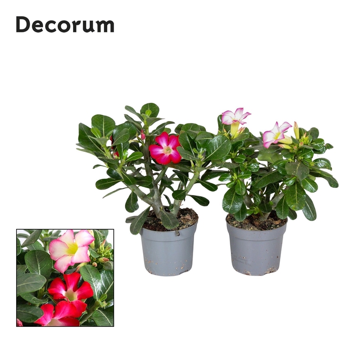 <h4>Adenium Obesum MIX 13cm Decorum</h4>