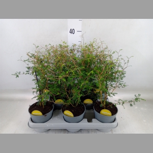 Sophora prostrata 'Little Baby'