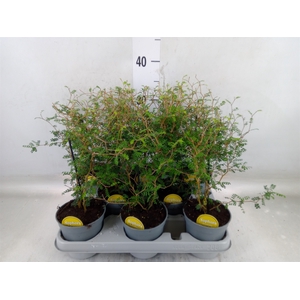 Sophora prostrata 'Little Baby'