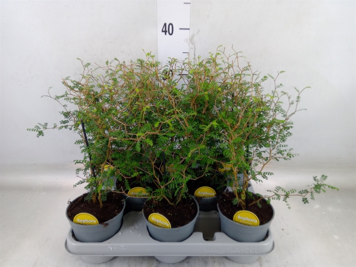 <h4>Sophora prostrata 'Little Baby'</h4>