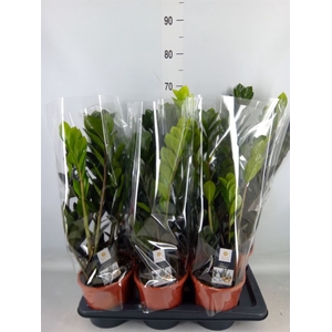 Zamioculcas zamiifolia 'Dowon'