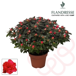 Azalea Flandresse® 'rood' 37 - 40 cm