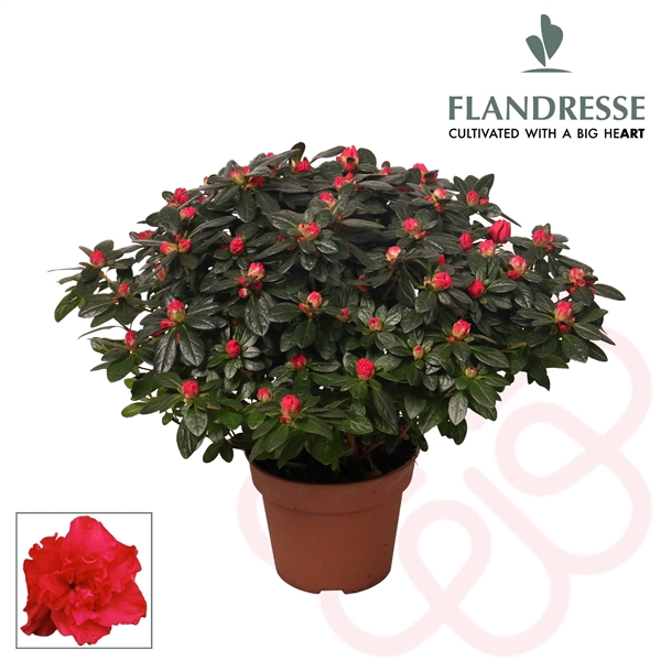 <h4>Azalea Flandresse® 'rood' 37 - 40 cm</h4>