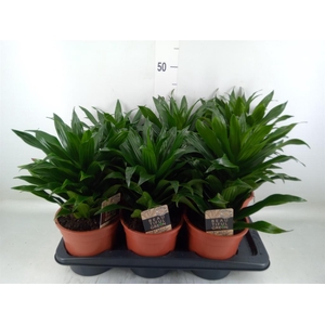 Dracaena frag. 'Compacta'