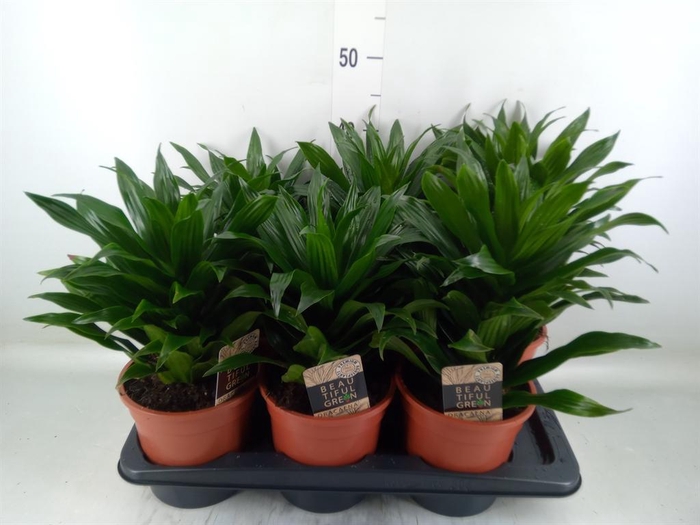 <h4>Dracaena frag. 'Compacta'</h4>
