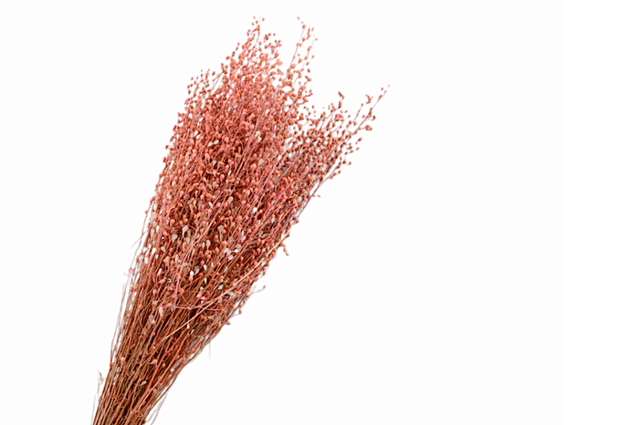 <h4>Lepidium Pink</h4>