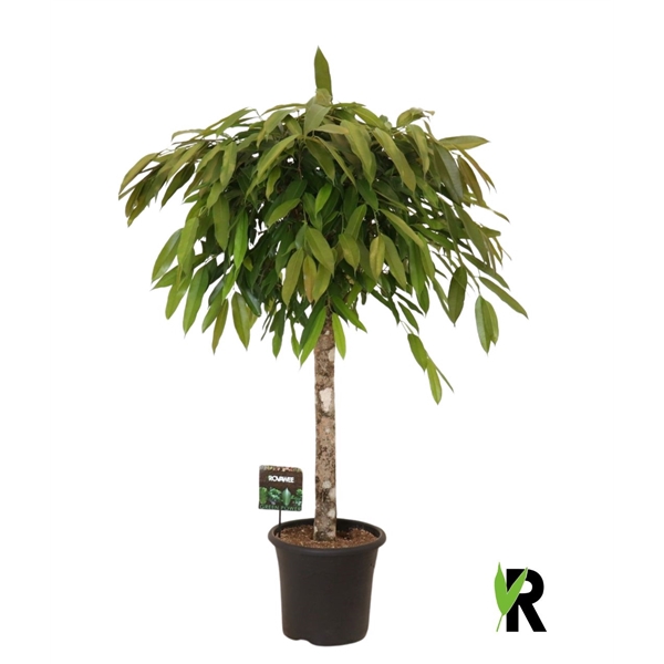 <h4>Ficus binnendijkii Amstel King op stam</h4>