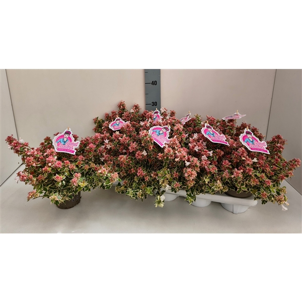 <h4>Abelia Pink Lady 13T</h4>