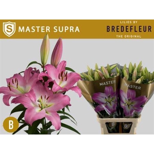 Li Ot Master Supra