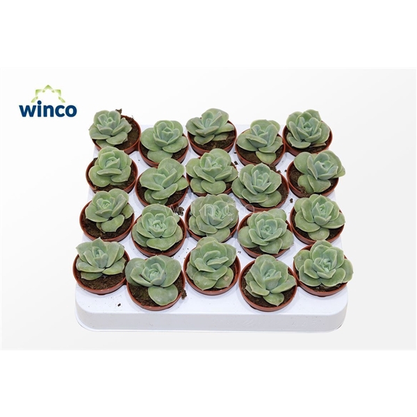 <h4>Echeveria Lovely Rose</h4>