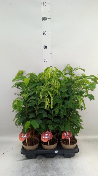 <h4>Tamarindus indica</h4>
