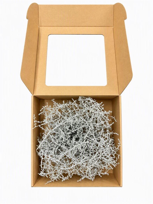 <h4>Wax Asparagus White P Box</h4>