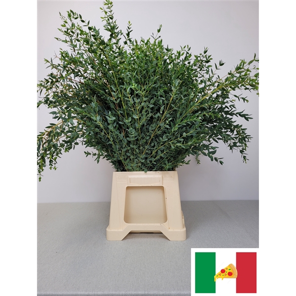 <h4>EUC PARVIFOLIA PB</h4>