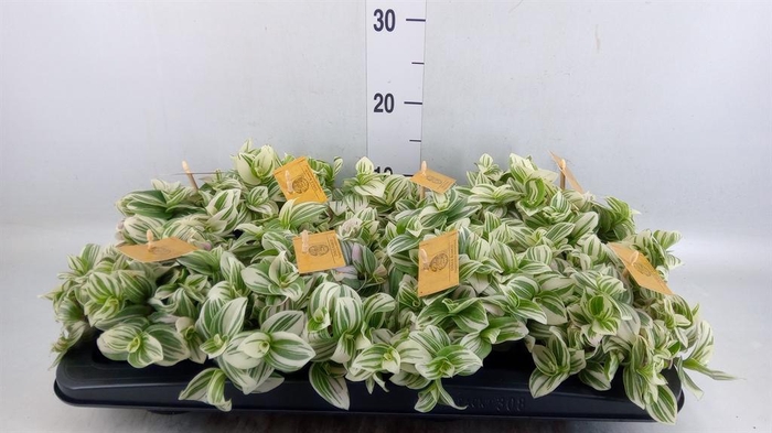 <h4>Tradescantia   ...</h4>