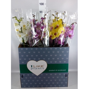 Phalaenopsis   ...mix