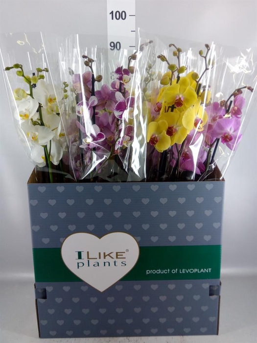 <h4>Phalaenopsis   ...mix</h4>