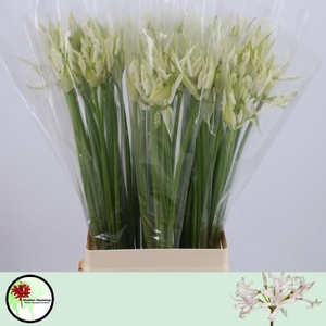 Nerine White Charm Wubben