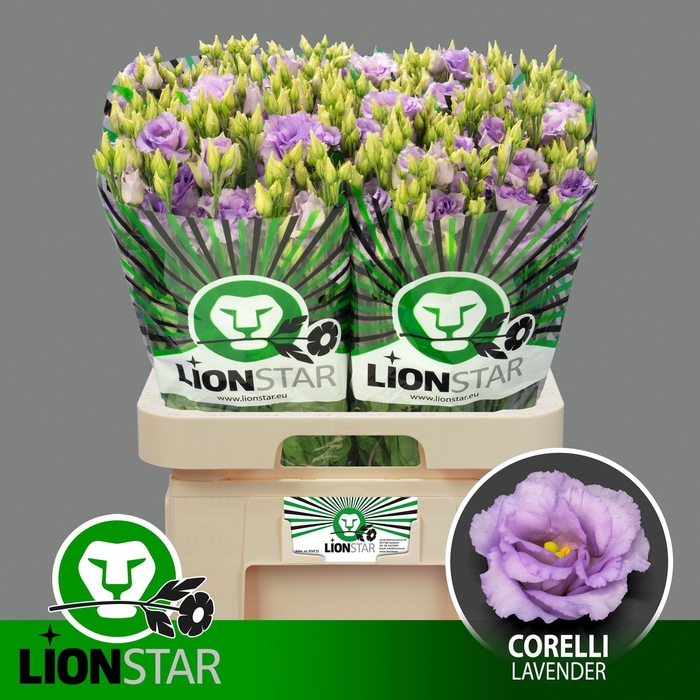 <h4>EUS G CORELLI LAVEND</h4>