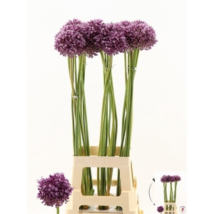 Allium Jasmine