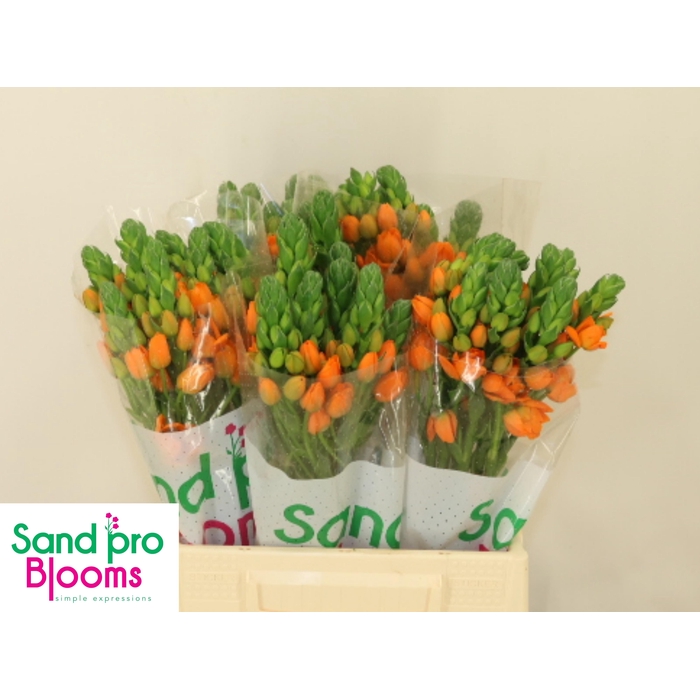 <h4>ORNIT DB SUNRAY</h4>