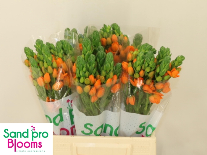 <h4>ORNIT DB SUNRAY</h4>