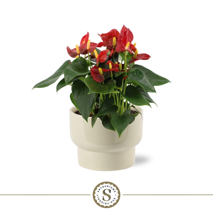 <h4>Athene Keramiek Taupe - Red</h4>