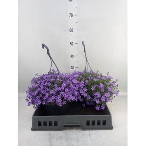 Campanula porten. 'Catharina'