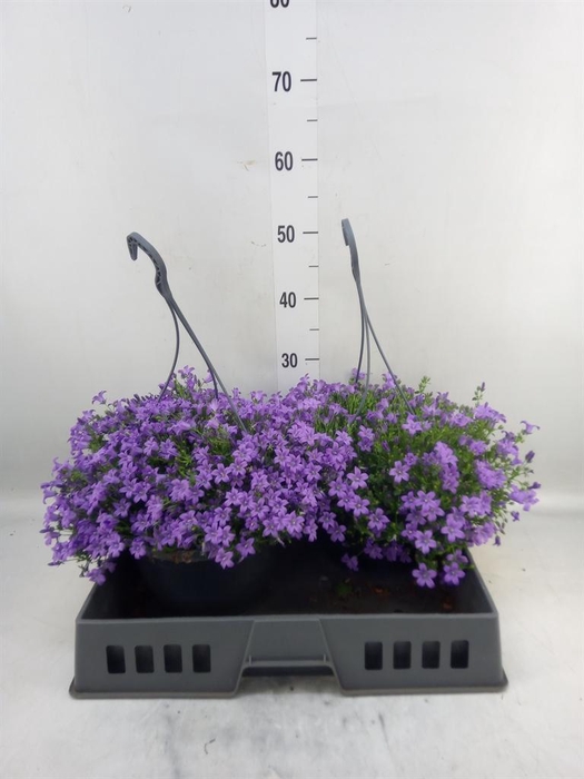 <h4>Campanula porten. 'Catharina'</h4>