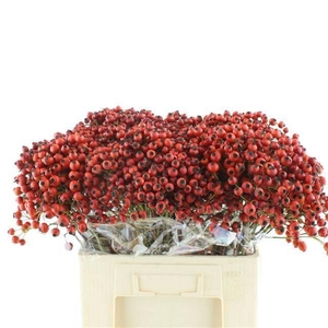 ROSA MANDARIN HIPHOP