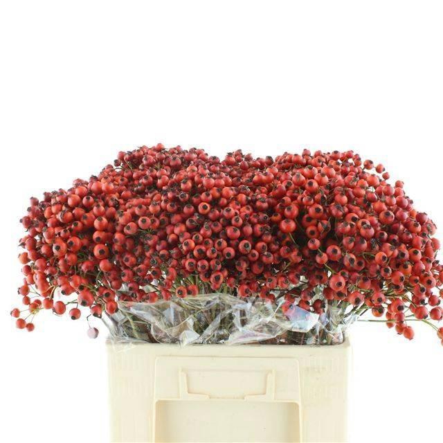 <h4>ROSA MANDARIN HIPHOP</h4>