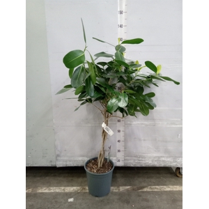 Ficus microcarpa 'Ginseng'