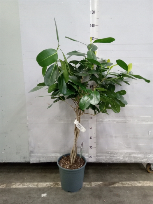 <h4>Ficus microcarpa 'Ginseng'</h4>