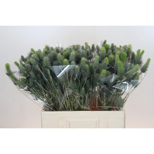 Eryngium Electric Dynamite