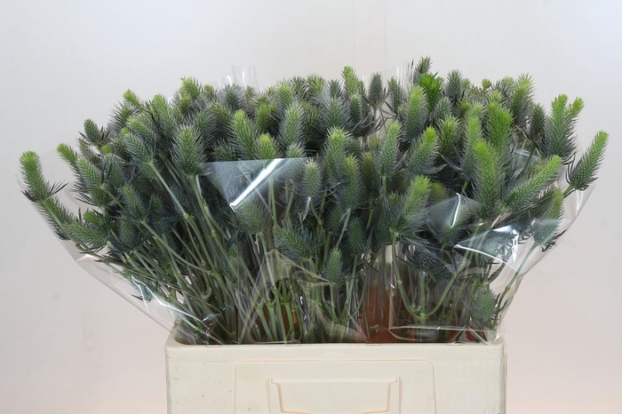 <h4>Eryngium Electric Dynamite</h4>